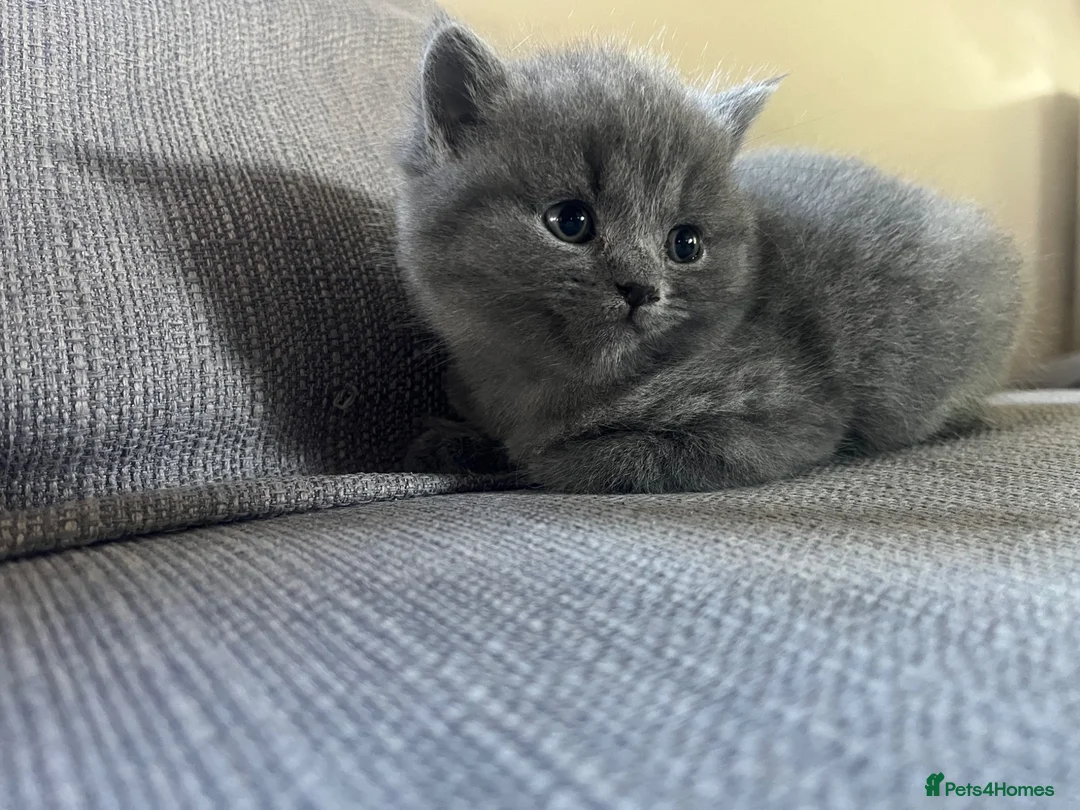 British Shorthair cats for sale: Four beautiful grey British shorthair kitten in Ingatestone - Advert 2