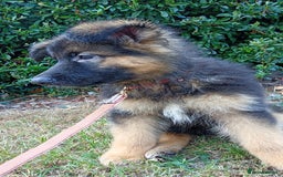 German Shepherd dogs for sale: KC German shepherd girl  - Image 2