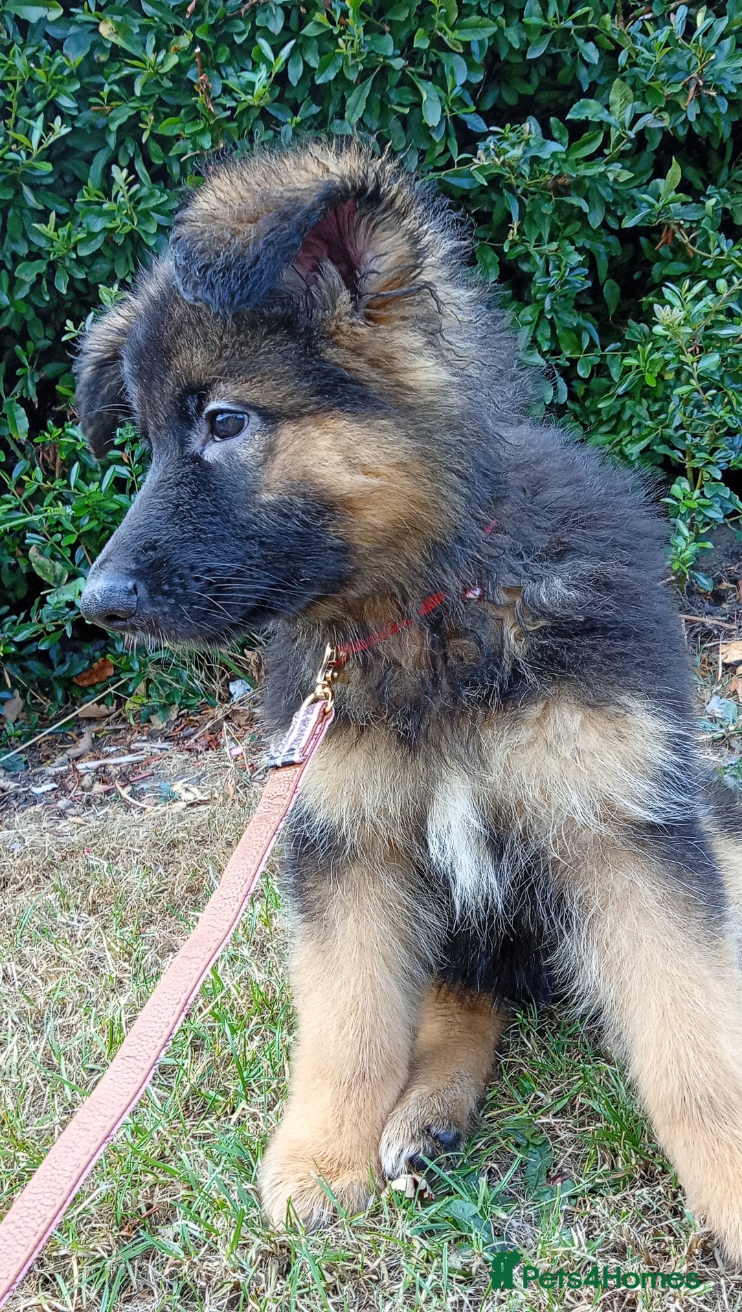 German Shepherd dogs for sale: KC German shepherd girl  - Image 2