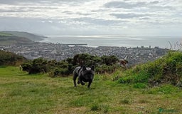 French Bulldog dogs for sale: French bulldog  - Image 1