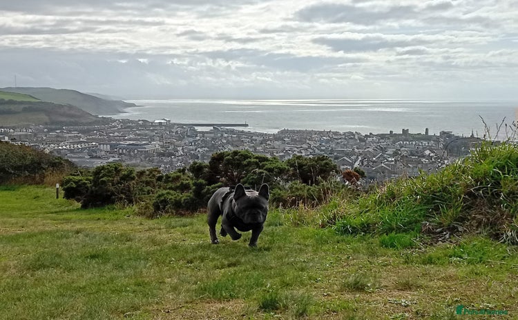 French Bulldog dogs - Advert 1