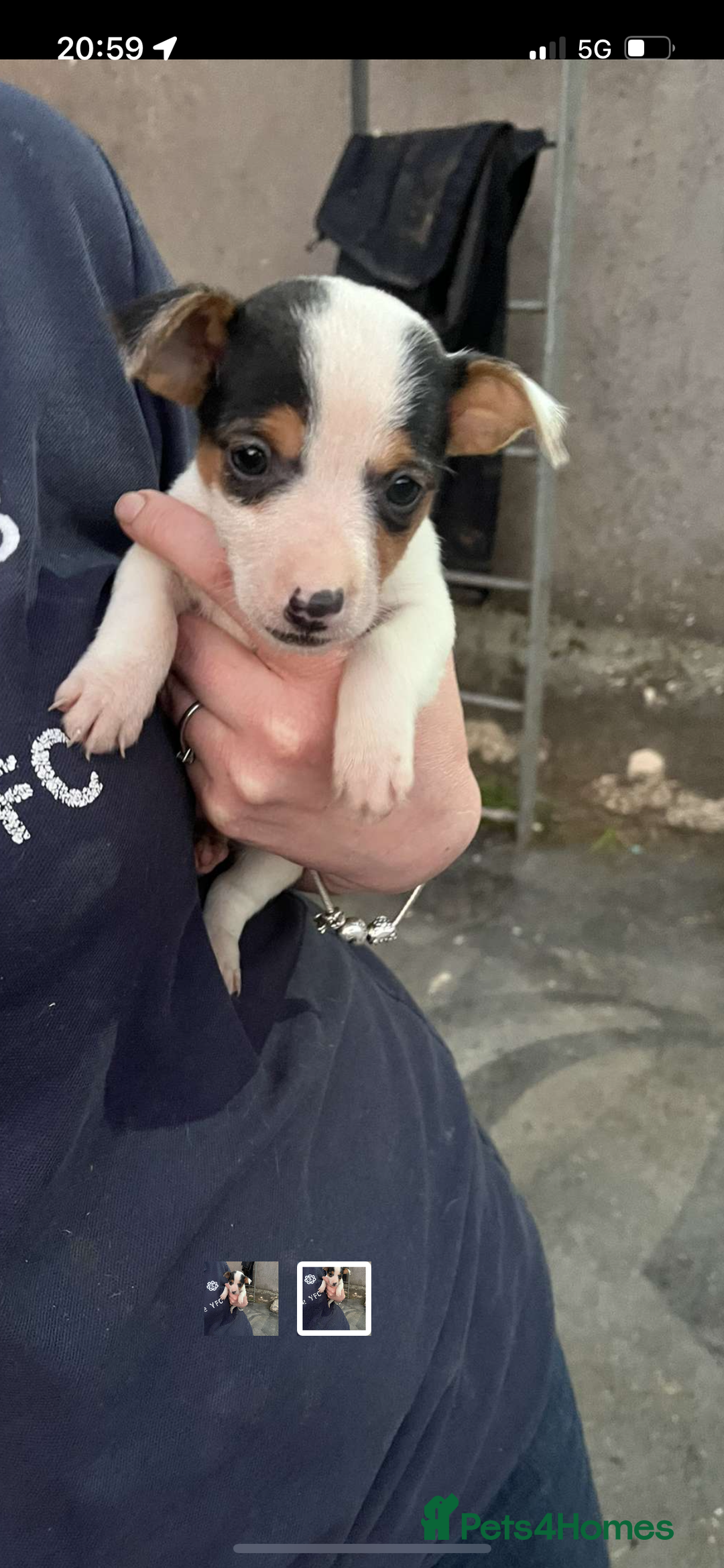 Jack Russell dogs for sale: Farm bred jack Russell puppies for sale  - Image 7