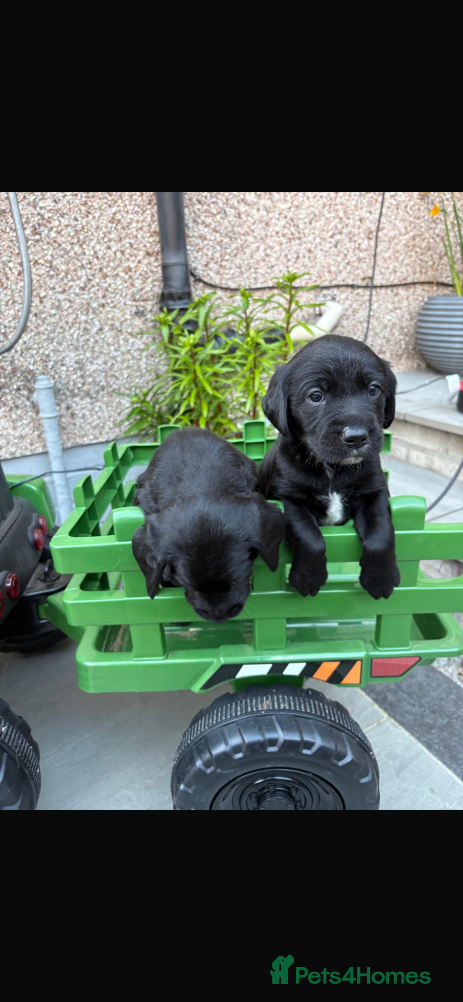 Springador dogs Springador puppies  - Advert 2