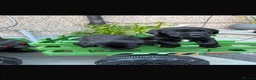 Springador dogs for sale: Springador puppies  - Advert 2
