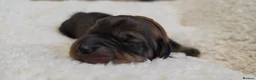 Dachshund dogs for sale: Dachshund/Teckle Standard Wire Haired Puppies in Wotton-under-Edge - Advert 9