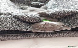 Russian Blue cats for sale: 🩵GCCF Registered Russian Blue kittens 🩵 - Image 6