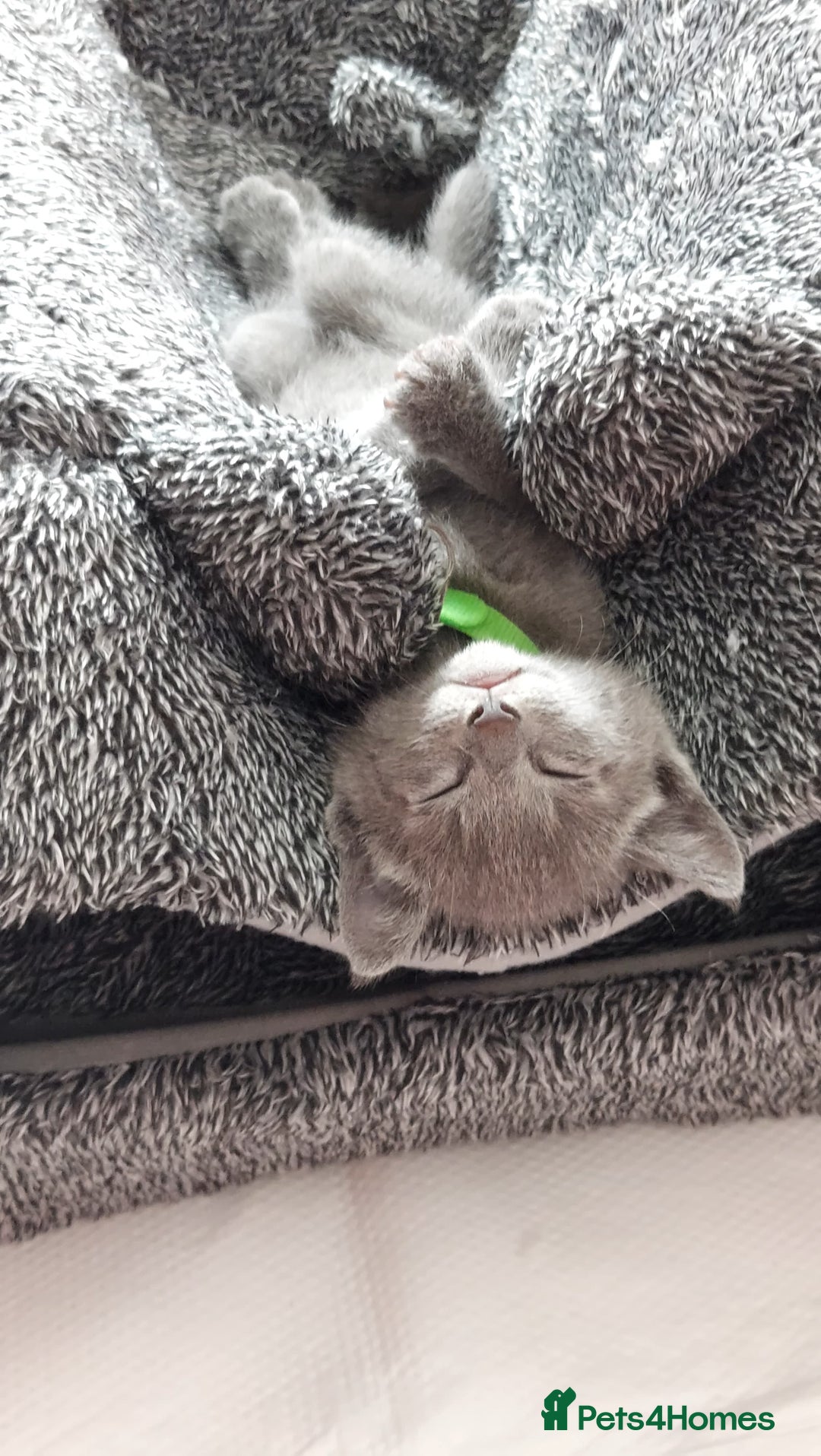 Russian Blue cats for sale: 🩵GCCF Registered Russian Blue kittens 🩵 - Image 6