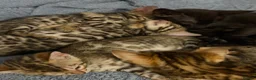 Bengal cats for sale: Beautiful bengals - Advert 10