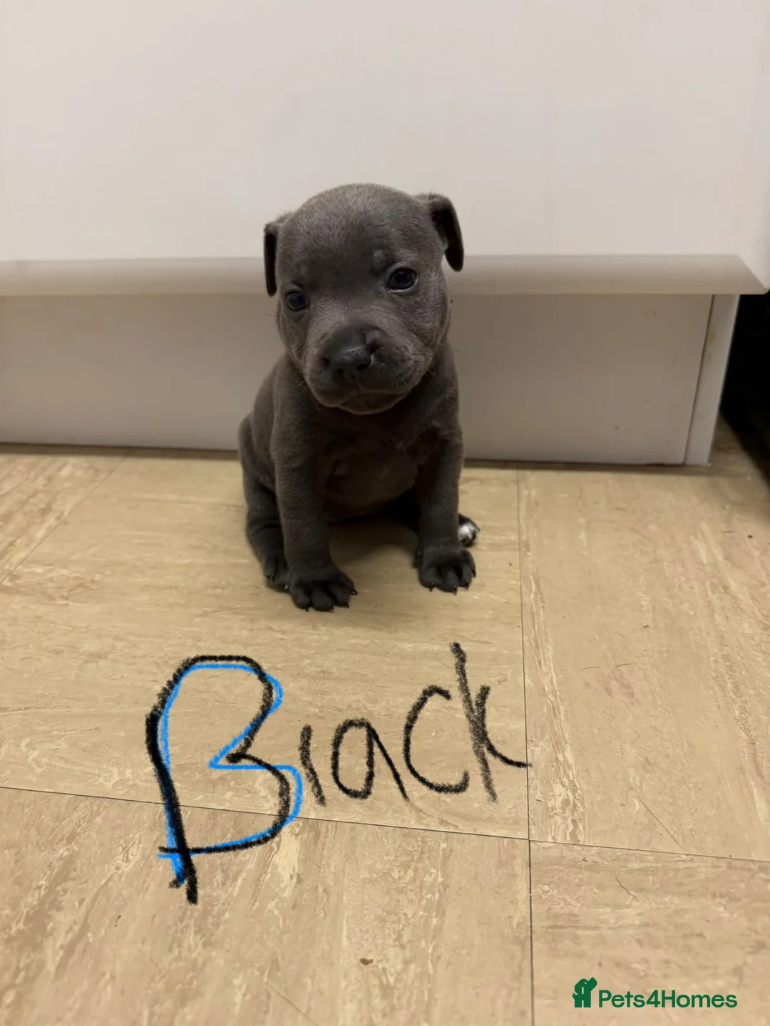 Staffordshire Bull Terrier dogs for sale: Stafford Bull Terrier Puppy’s  - Advert 2