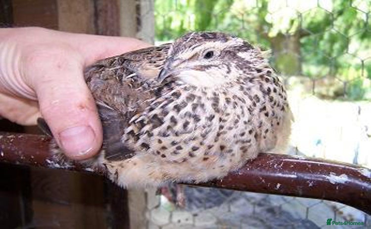 Quail poultry - Advert 1