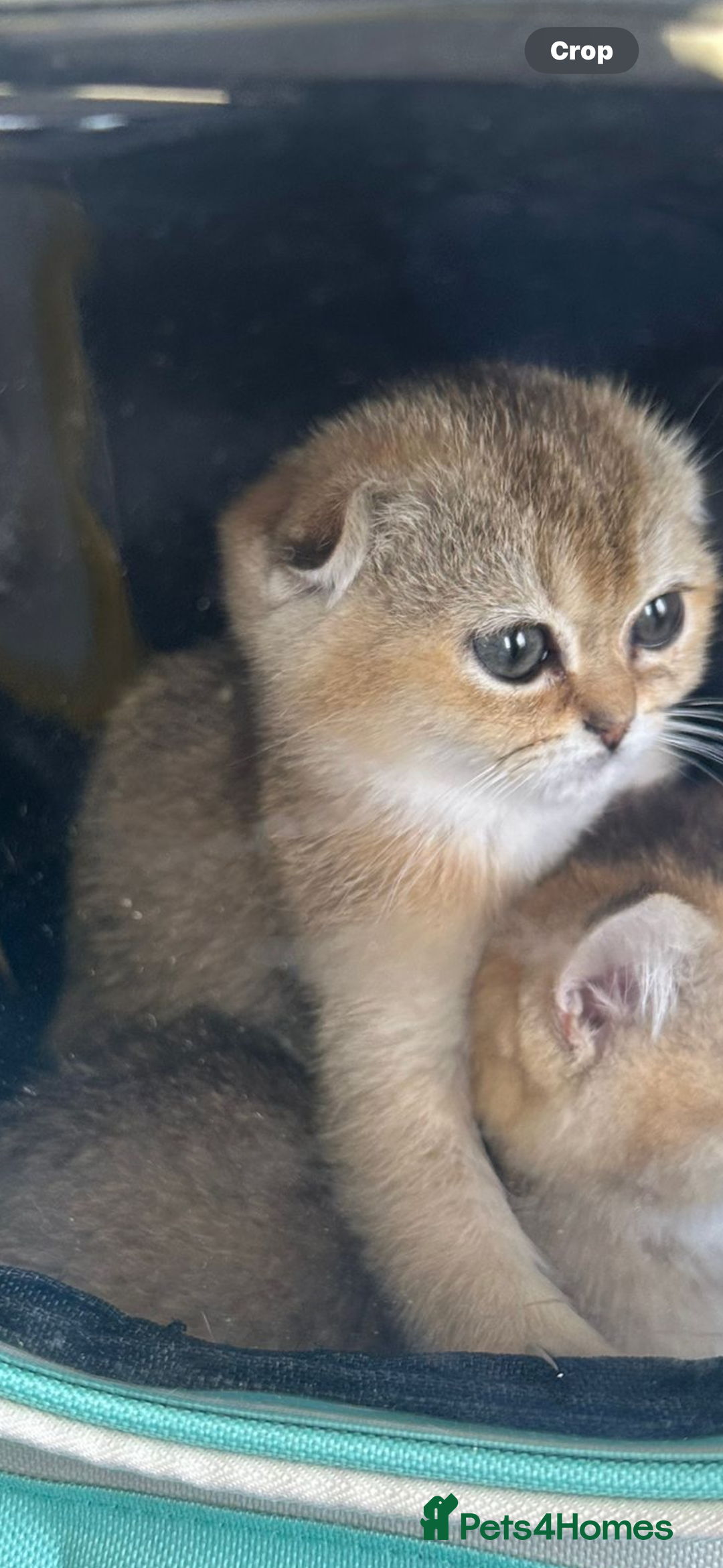 Scottish Fold cats for sale: Stunning Scottish fold golden  - Image 2