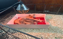 Whippet dogs for sale: KC Registered Whippet Puppies 🐶  - Image 6
