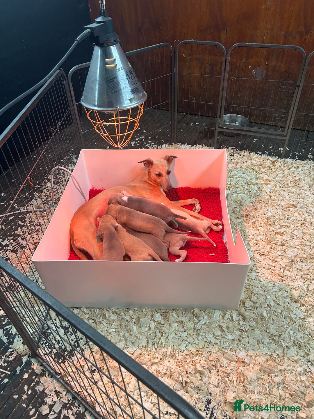 Whippet dogs for sale: KC Registered Whippet Puppies 🐶  - Image 6
