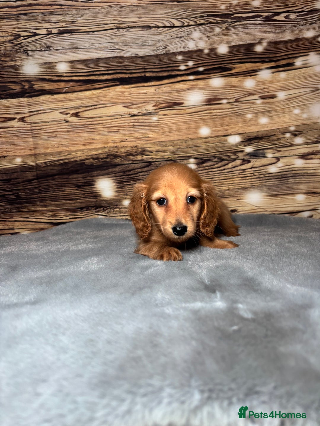 Miniature Dachshund dogs for sale: miniature long coat dachshunds - Advert 23