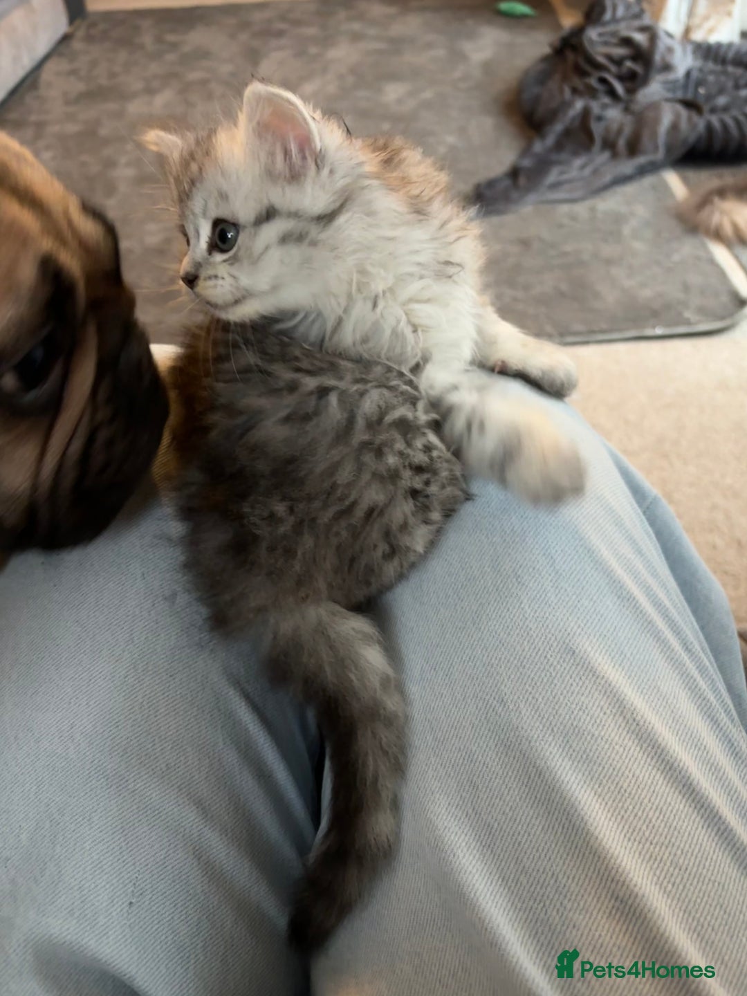 Maine Coon cats for sale: Persian X Maine coon 1 GIRL AVAILABLE  - Advert 21