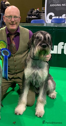 Minnienoom Schnauzers Pets4Homes