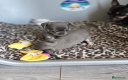 Chihuahua dogs for sale: 2 gorgeous blue & tan chihuahuas  - Image 6
