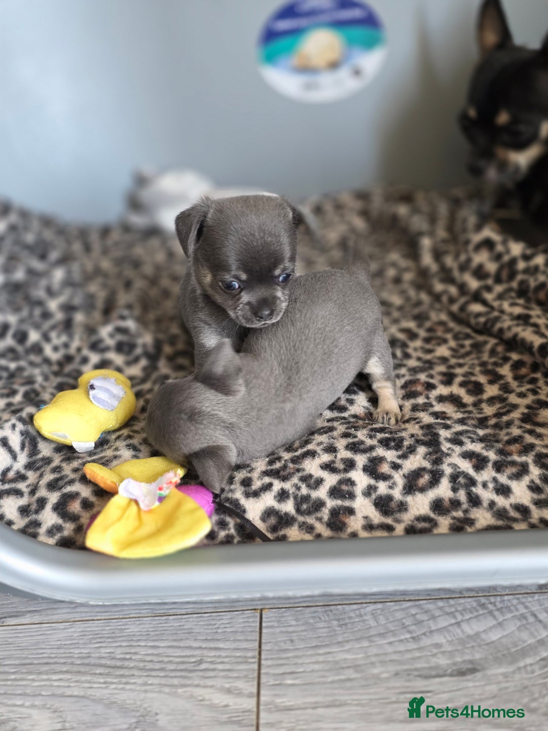 Chihuahua dogs for sale: 2 gorgeous blue & tan chihuahuas  - Image 6