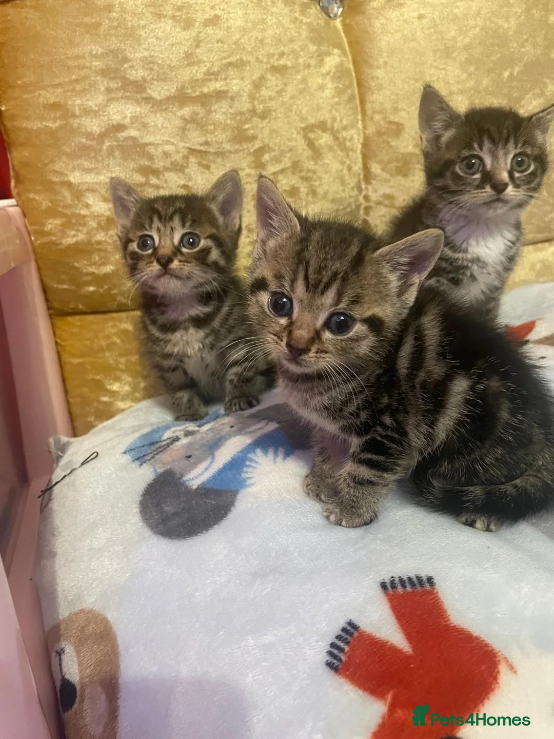 Mixed Breed cats for sale: Kittens for you now in Reading - Advert 2