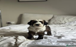 Mixed Breed dogs for sale: Tibetan Terrier with 1/4 Spanish water dog - Image 2