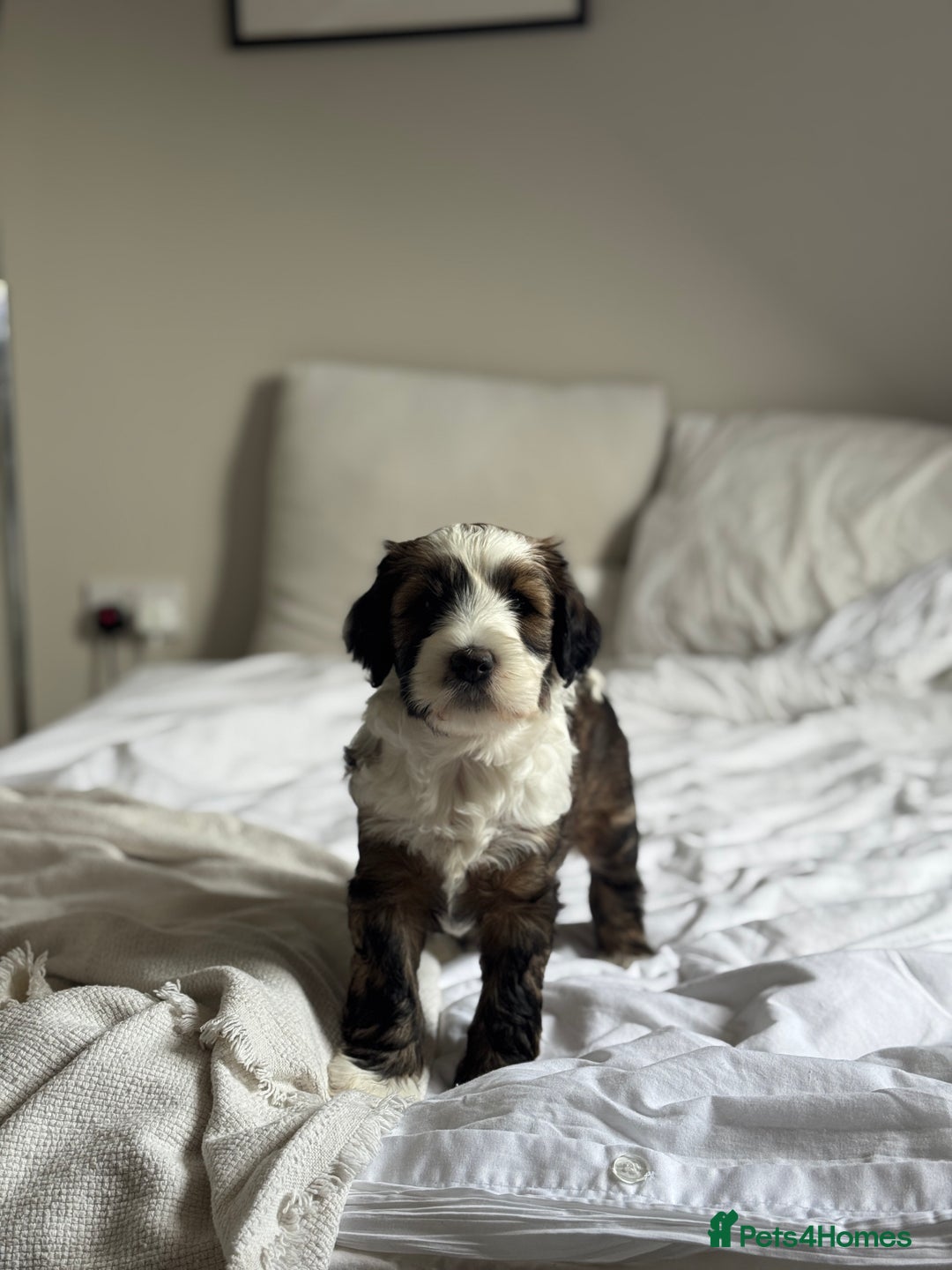 Mixed Breed dogs for sale: Tibetan Terrier with 1/4 Spanish water dog - Image 2