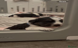 Bordoodle dogs for sale: Bordoodle Pups - Image 19