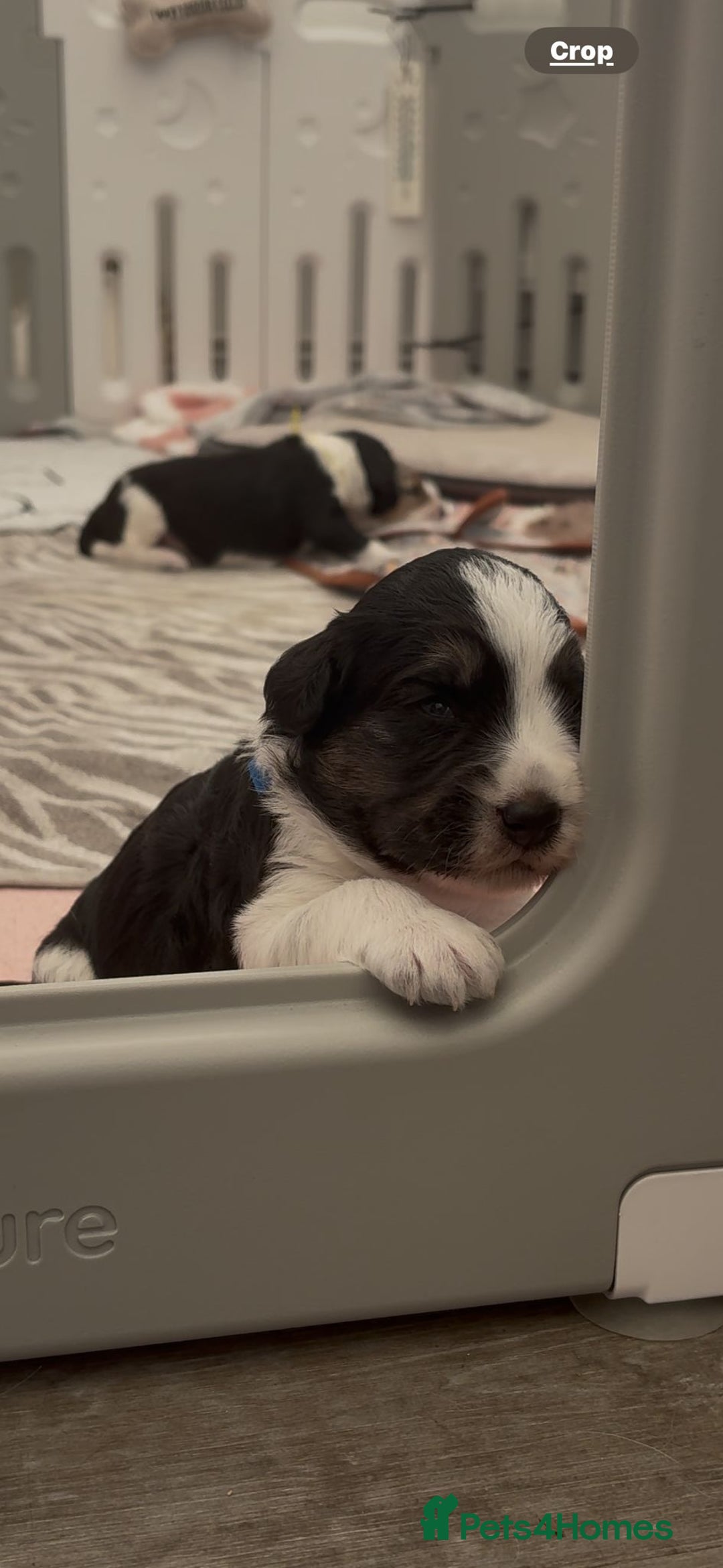 Bordoodle dogs for sale: Bordoodle Pups - Image 19