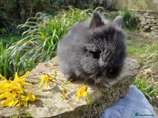 Lionhead rabbits Stunning DM Lionhead baby rabbit - Advert 1