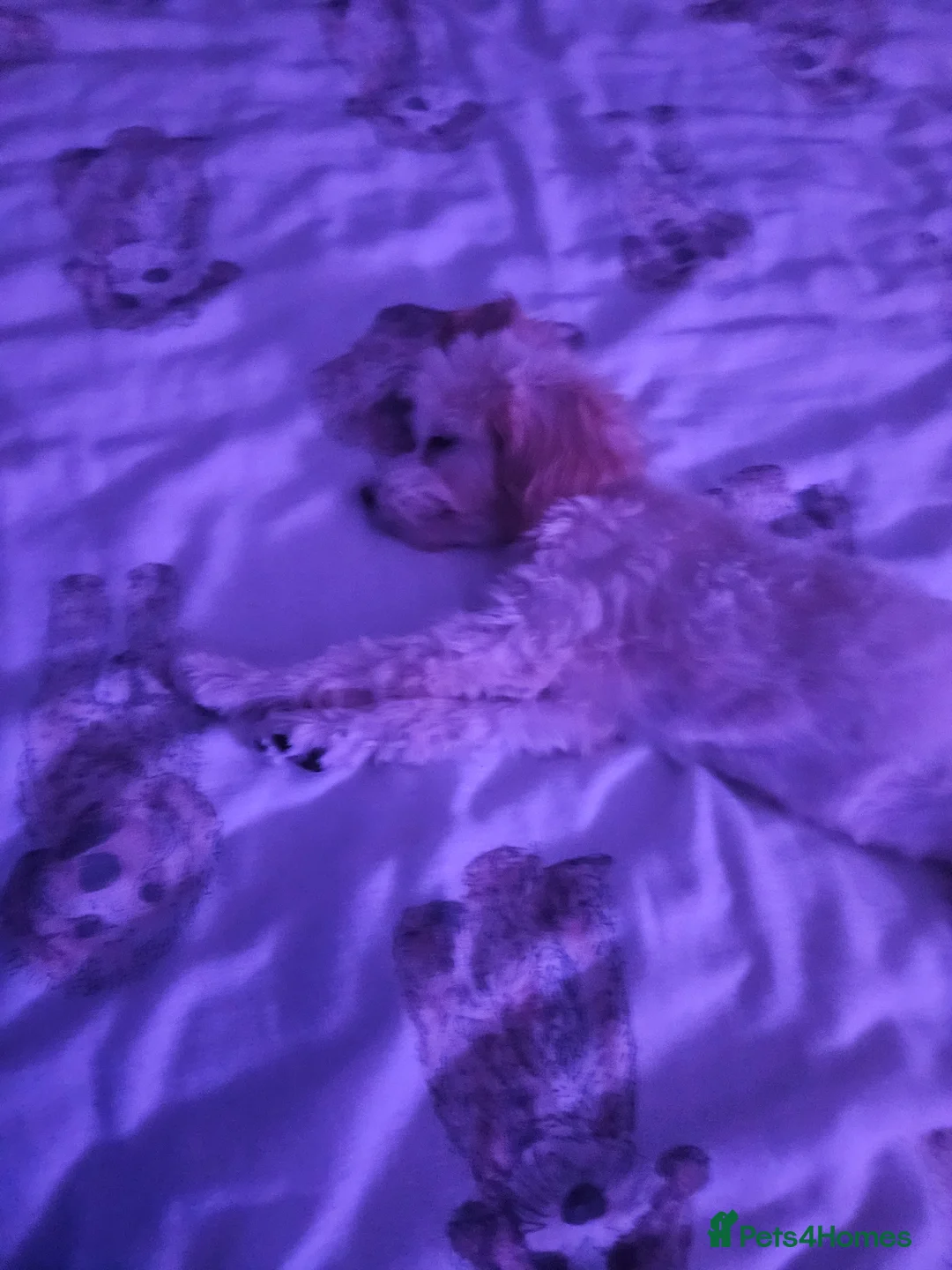 Maltipoo dogs for sale: Bailey is a lovely 5 month old. Maltipoo - Advert 10