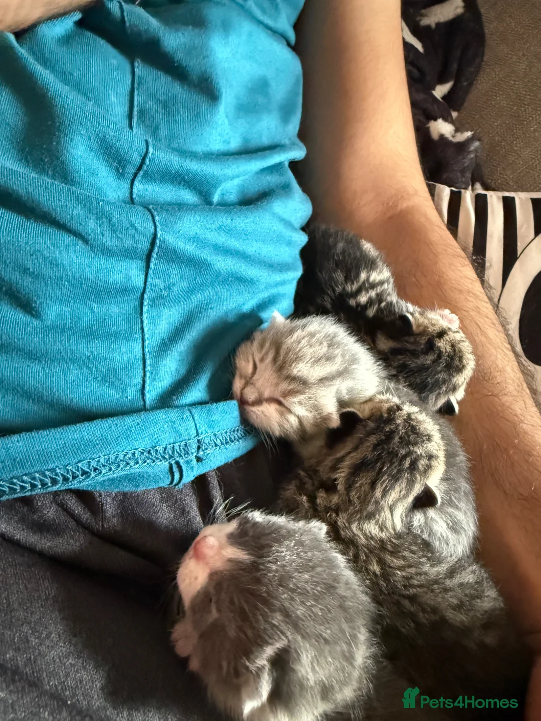 British Shorthair cats for sale: Bsh cross kittens  - Advert 5