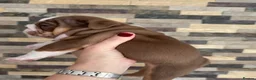 English Bulldog dogs for sale: Outstanding Quality English Bulldog Puppies in Cambridge - Advert 6