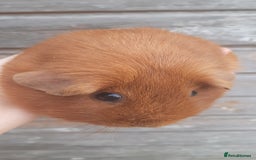 Guinea Pig rodents for sale: Guinea pig females - Image 3