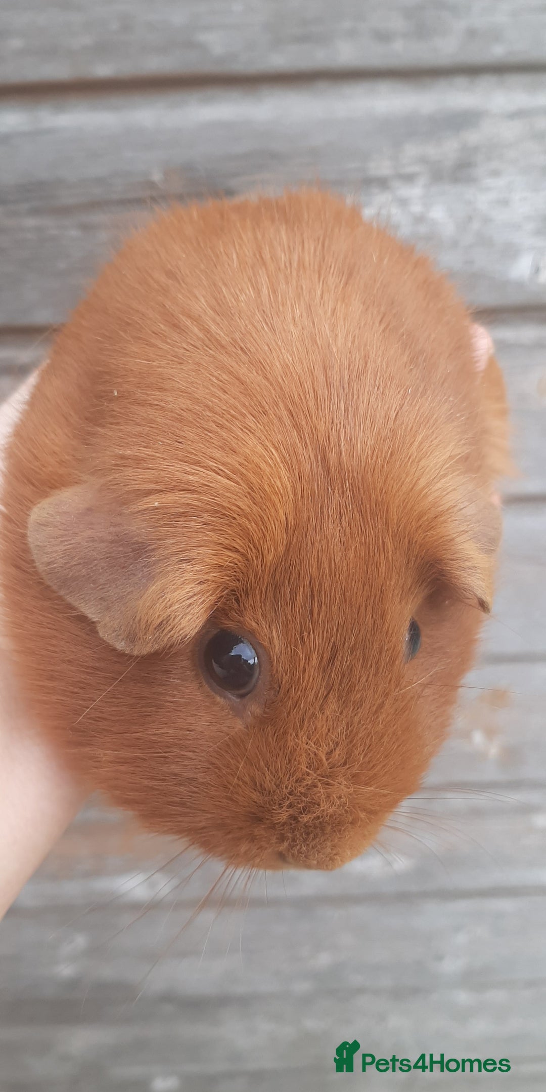 Guinea Pig rodents for sale: Guinea pig females - Image 3