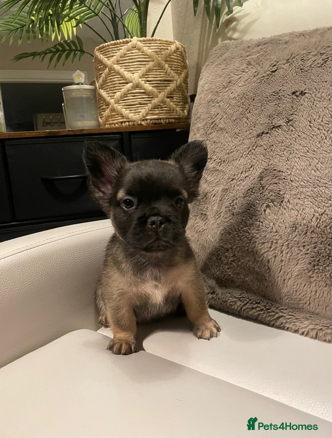 French Bulldog dogs for sale: FRENCH BULLDOG PUPPIES FOR SALE!! - Advert 15