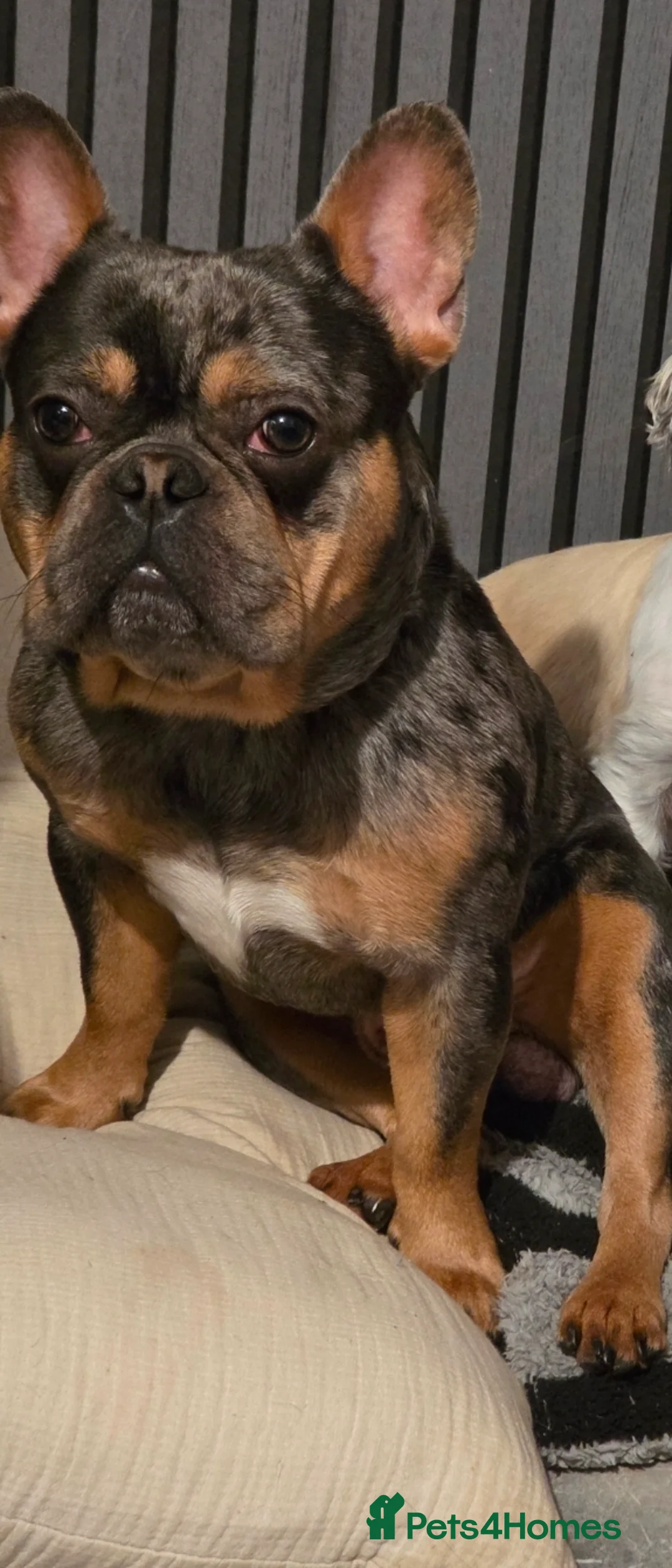 French Bulldog dogs for sale: REHOME - Advert 2