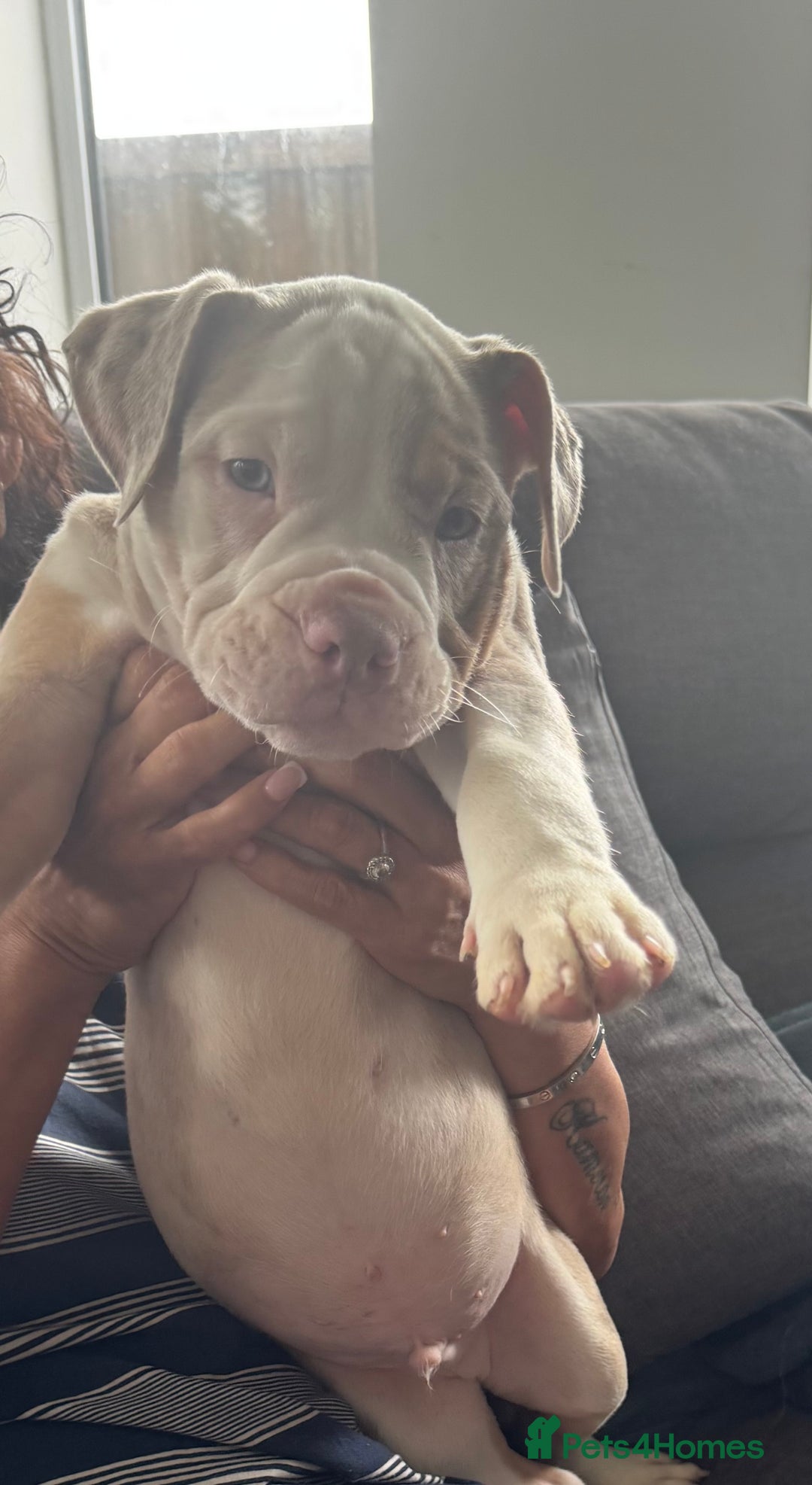 English Bulldog dogs for sale: Puppies for sale - Image 7