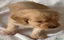 Cockapoo dogs for sale: Boys cockerpoo puppies - Advert 6