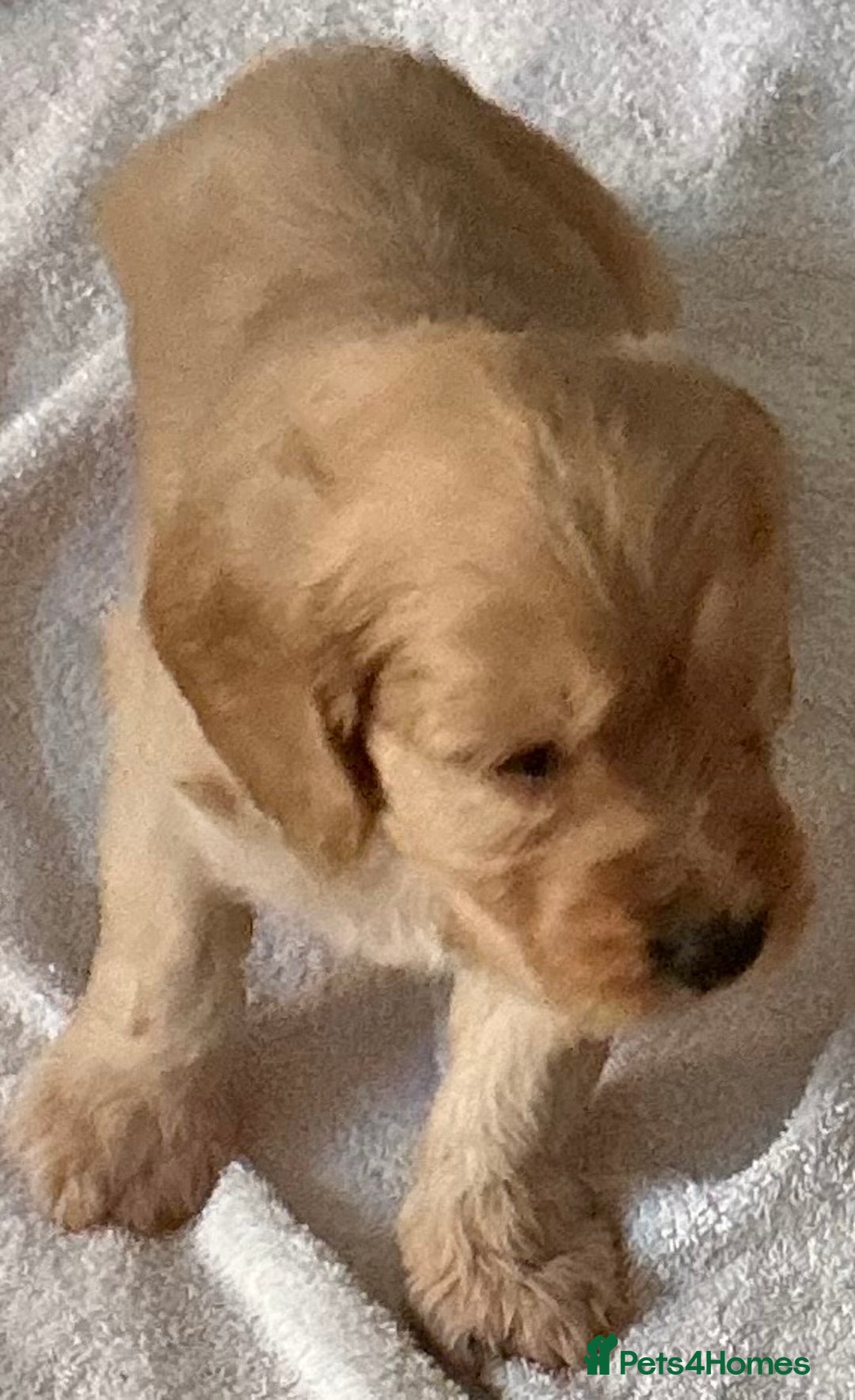 Cockapoo dogs for sale: Boys cockerpoo puppies - Advert 6