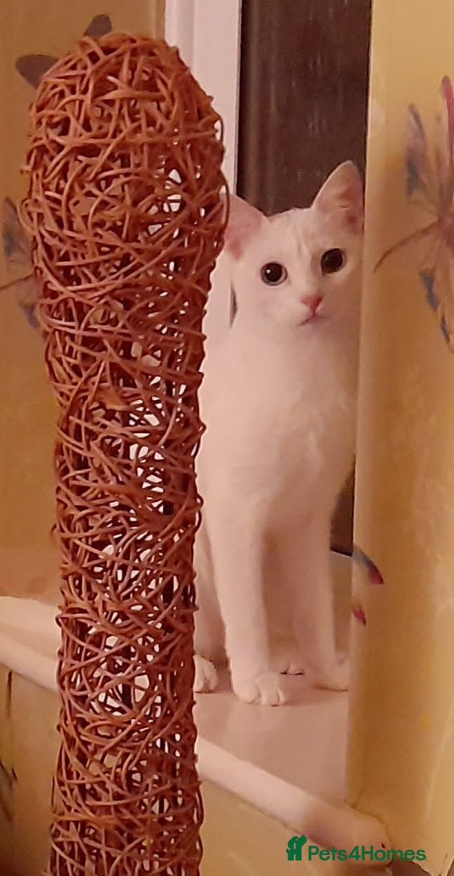 Mixed Breed cats Sweetie Merit Amun is looking for love ❤️  - Advert 1