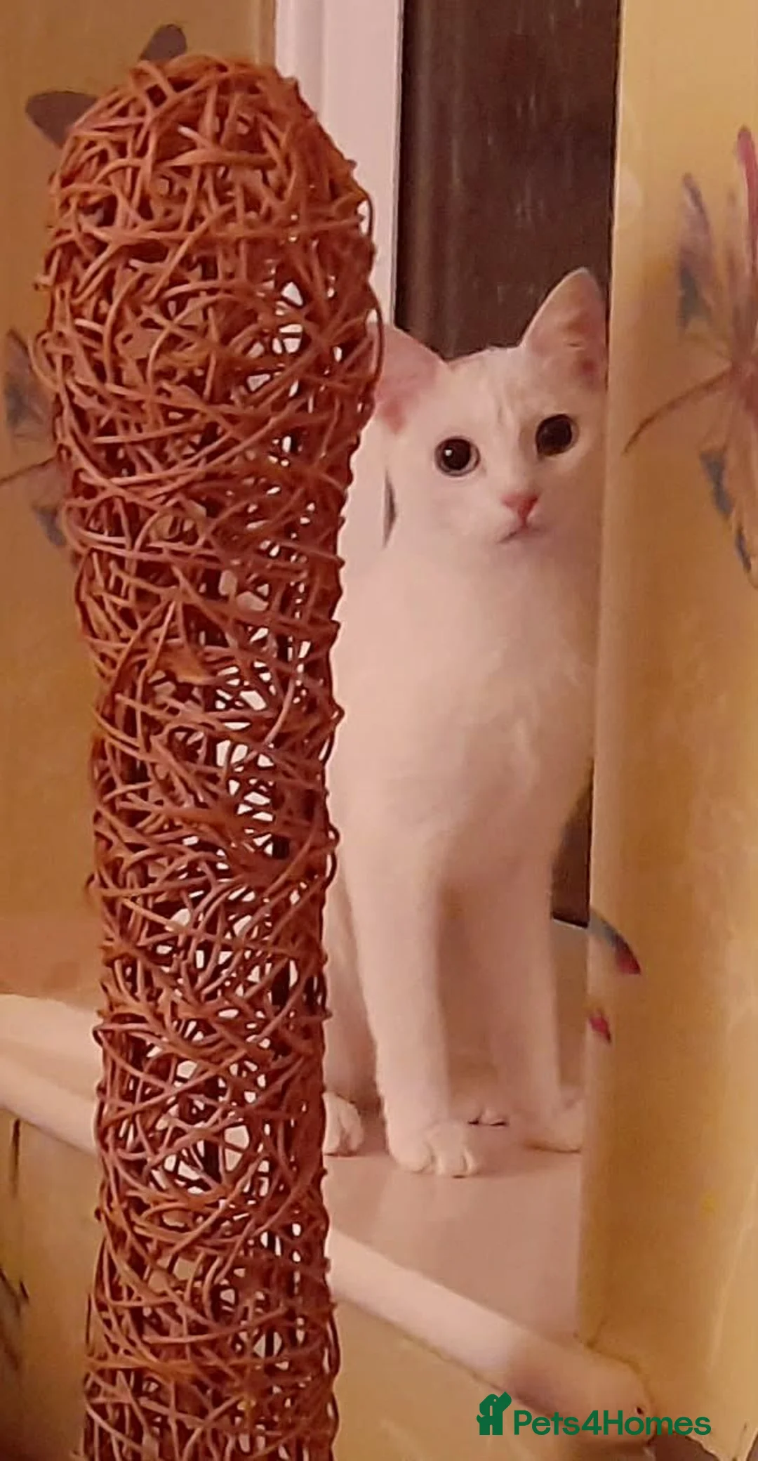 Mixed Breed cats for adoption: Sweetie Merit Amun is looking for love ❤️  - Advert 1