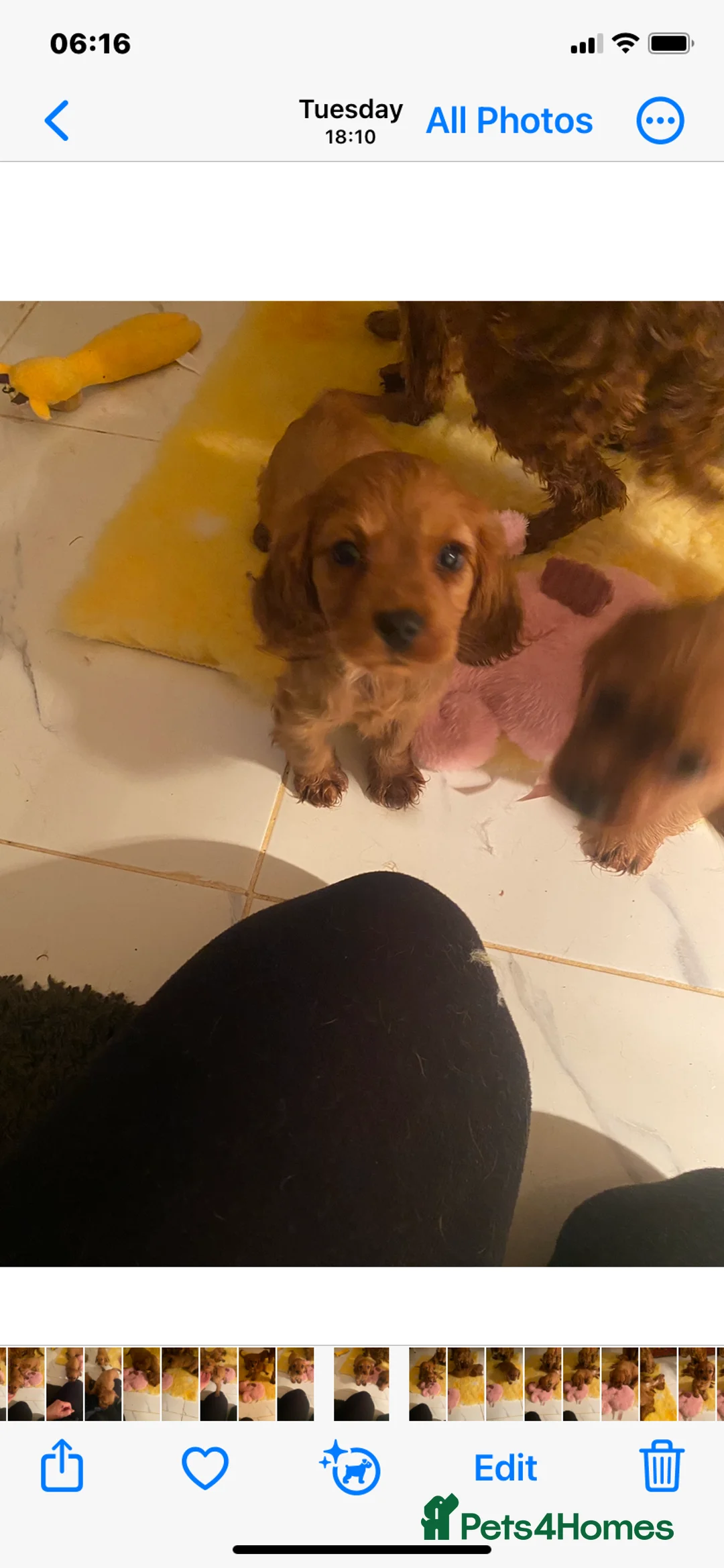 Cockalier dogs for sale: F1 fox red puppies boys and girls  - Advert 15