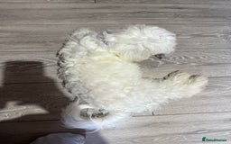 Maltese dogs for sale: Maltes - Image 4
