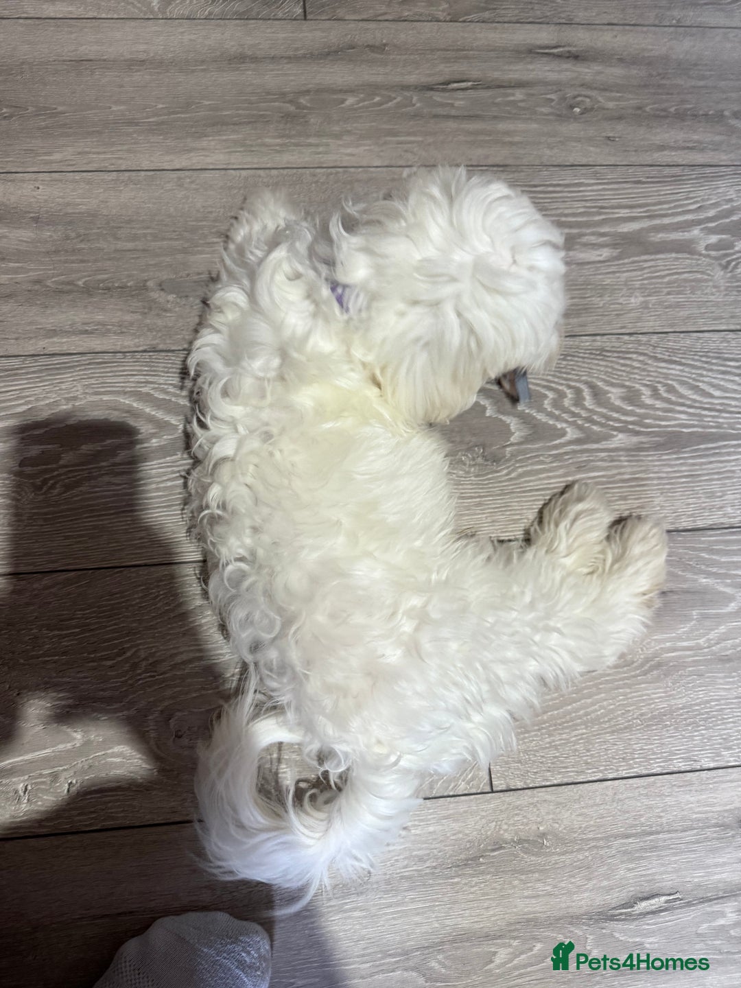 Maltese dogs for sale: Maltes - Image 4