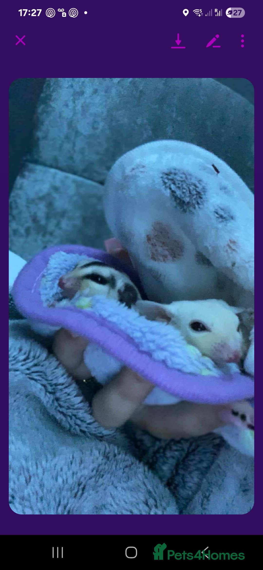 Sugar Glider rodents Male rare Ruby leu and female white face  - Advert 14