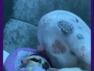 Sugar Glider rodents Male rare Ruby leu and female white face - Advert 2