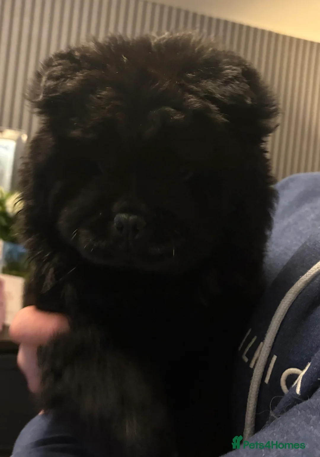 Chow Chow dogs for sale: Female chow chow  - Advert 1