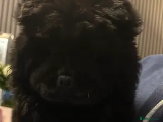 Chow Chow dogs Female chow chow - Advert 1