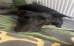 Lurcher dogs for sale: Male lurcher for sale  - Image 6