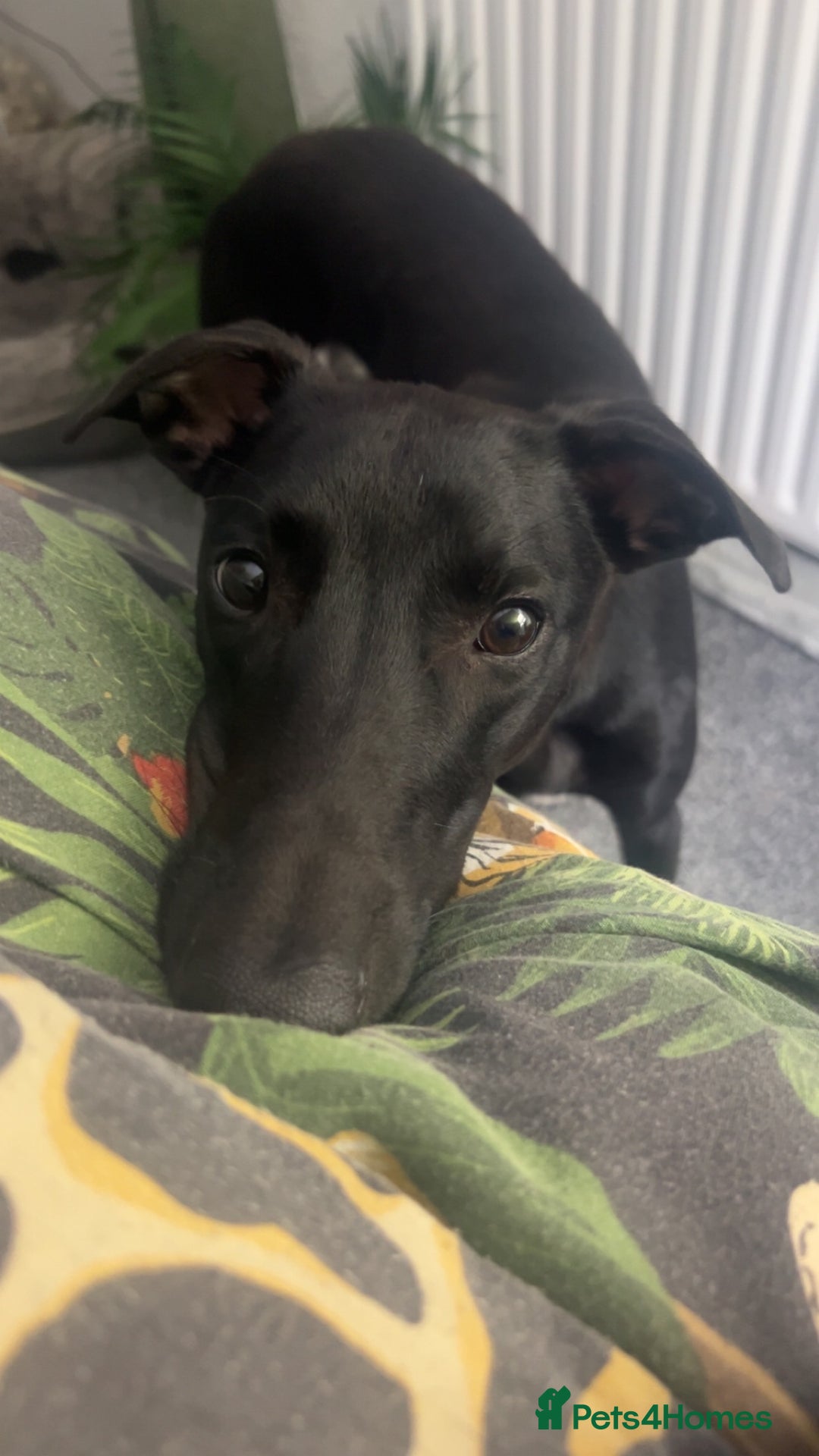 Lurcher dogs for sale: Male lurcher for sale  - Image 6