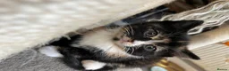 Mixed Breed cats for sale: Stunning MixedBreed Calico & TortoiseShell Kittens - Advert 7